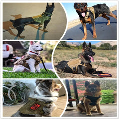 Metal Buckle Tactical Dog Harness